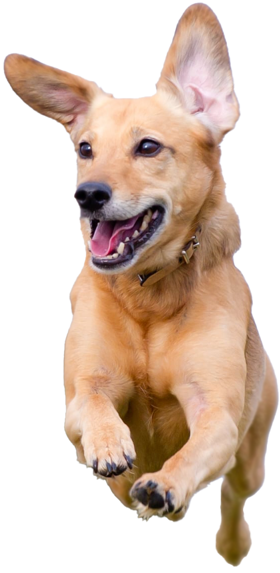 pet-friendly-villa-gourmet-2
